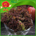 Frische rote Blattsalat besten Salat Salat